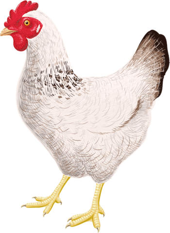 尺寸:1506*1339下载:1下载png下载ai矢量图彩色母鸡旁的小鸡下载png