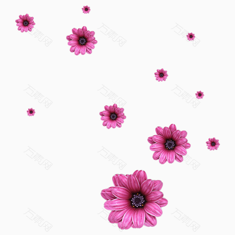 手绘粉色菊花漂浮透明背景