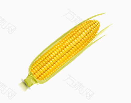 玉米实物图
