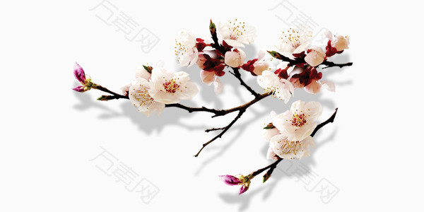 中国风桃花树枝简约图片