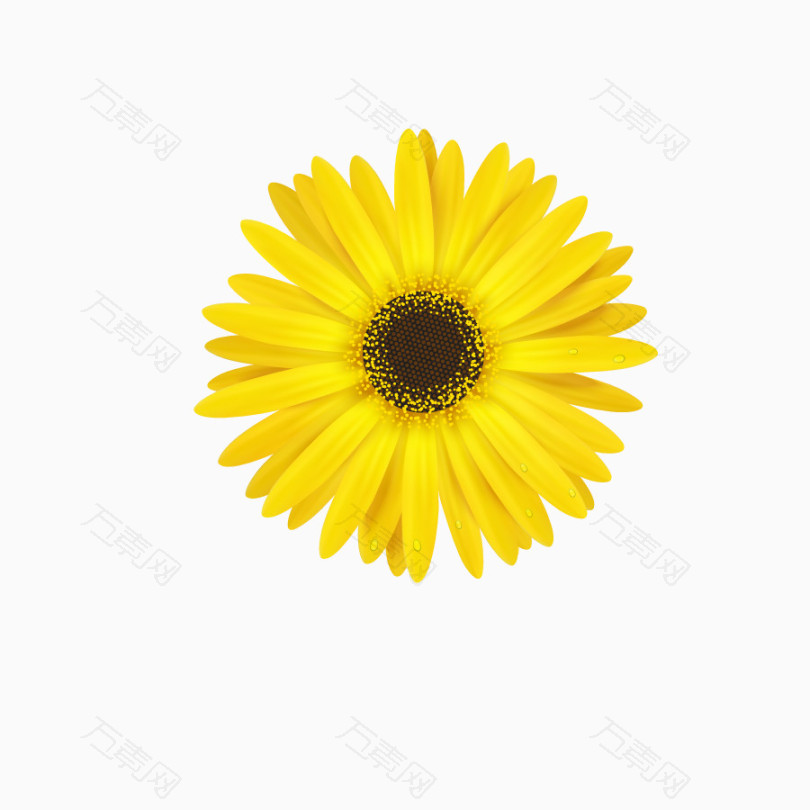 一朵黄色菊花图片