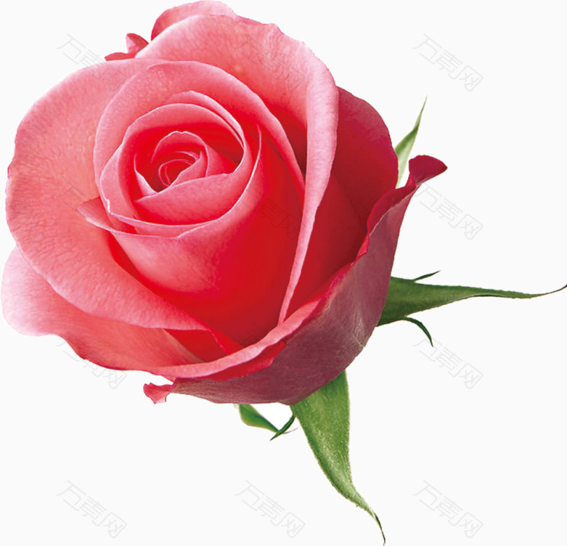 一朵粉色玫瑰花