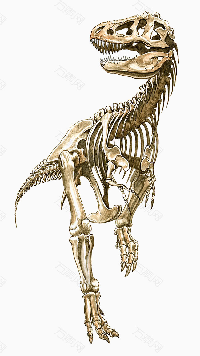 霸王龙化石骨架