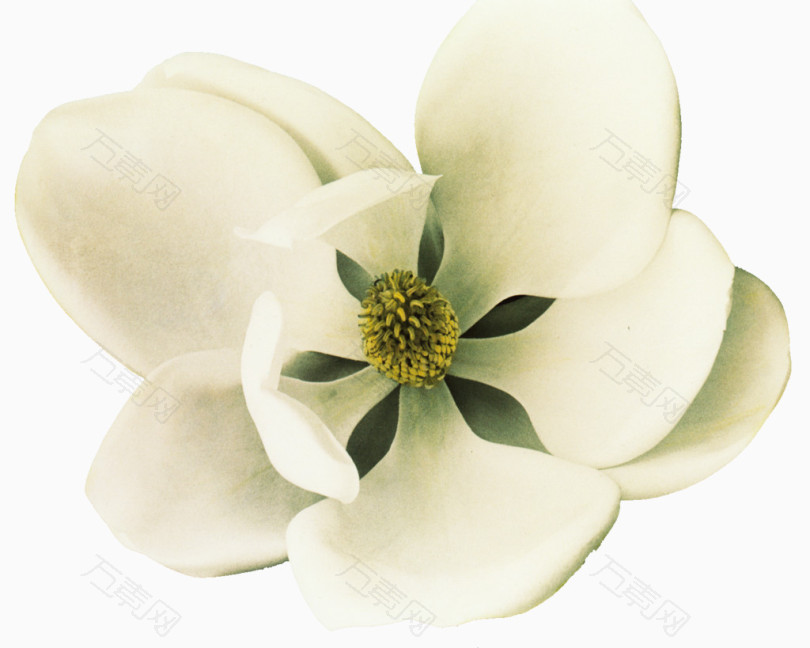 白色玉兰花花卉