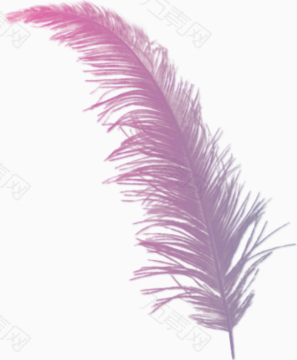 创意翅膀图片羽毛翅膀紫色唯美羽毛