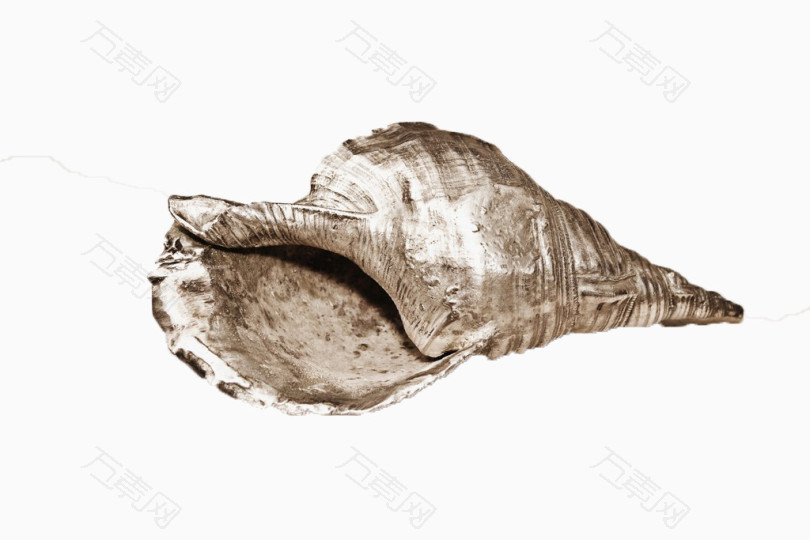 海生生物贝壳