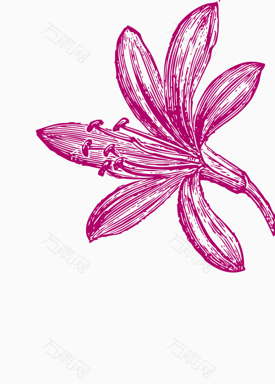 线描手绘精致的百合花花朵