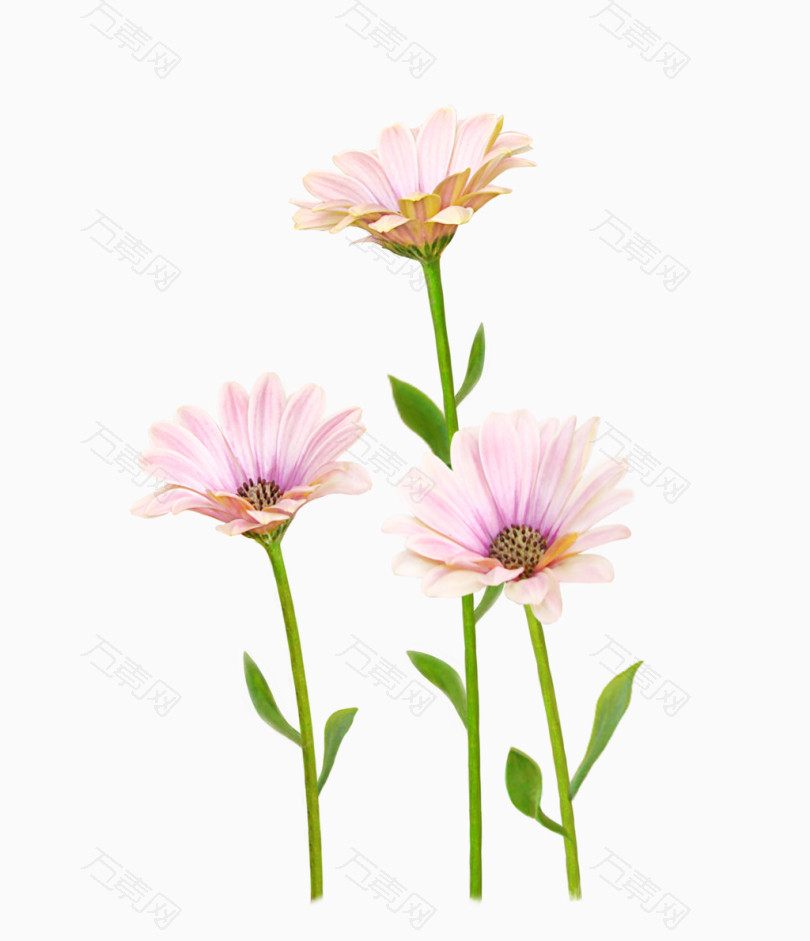 手绘淡粉色菊花