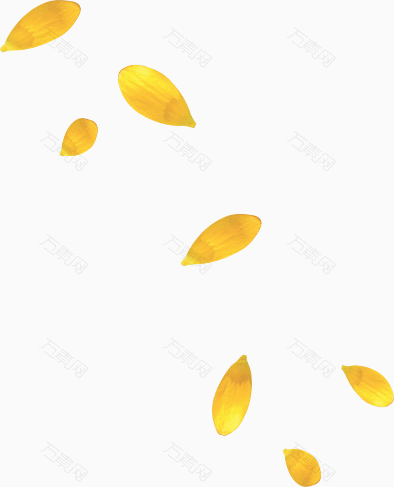 黄色菊花漂浮花瓣
