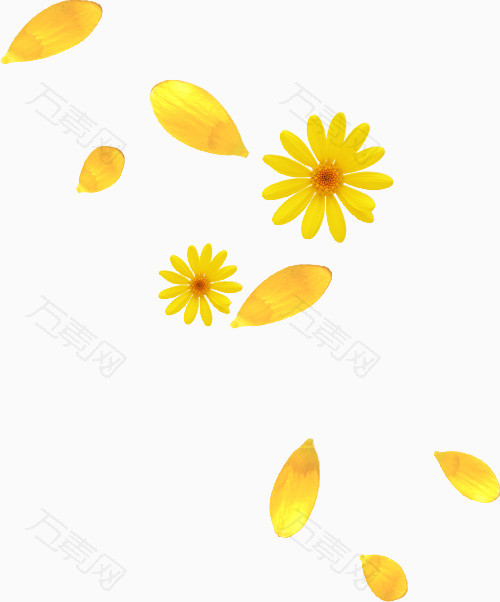 黄色菊花漂浮