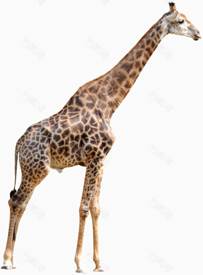 高清动物长颈鹿素材