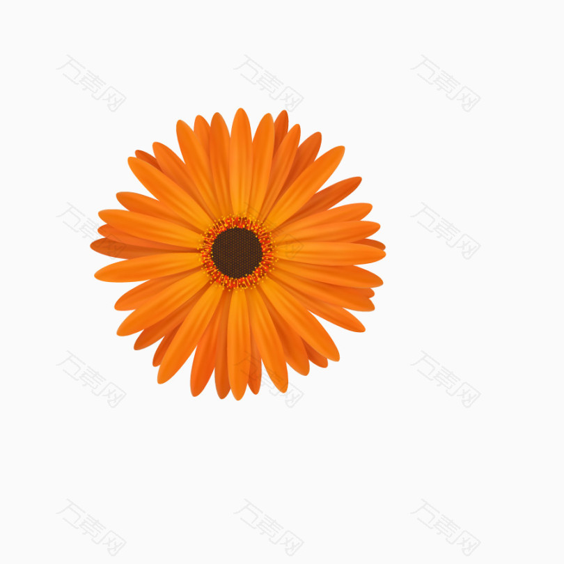 橙色菊花装饰素材