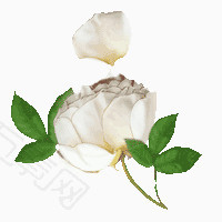 手绘白玫瑰