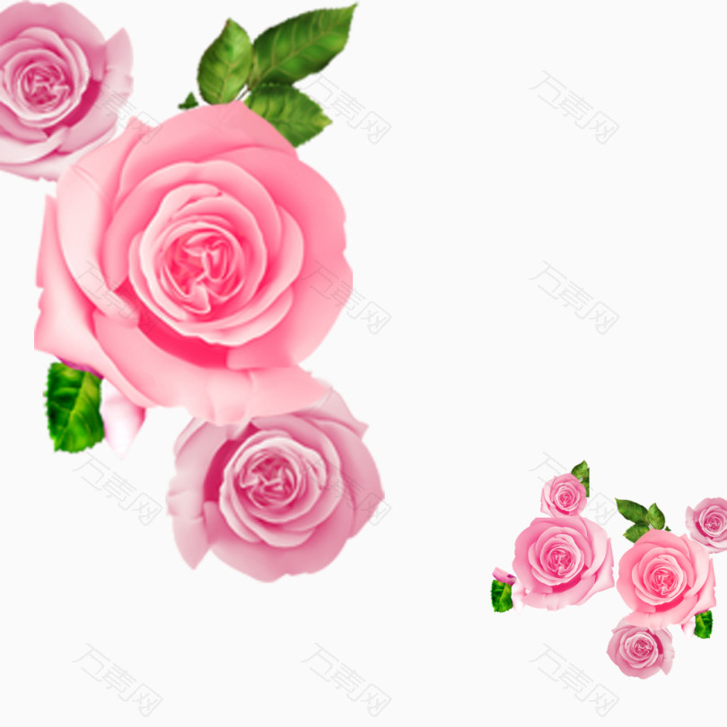 中国风粉色玫瑰花朵
