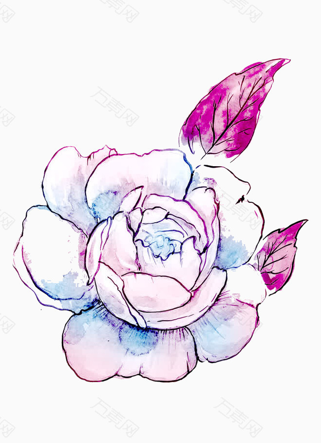手绘紫粉玫瑰