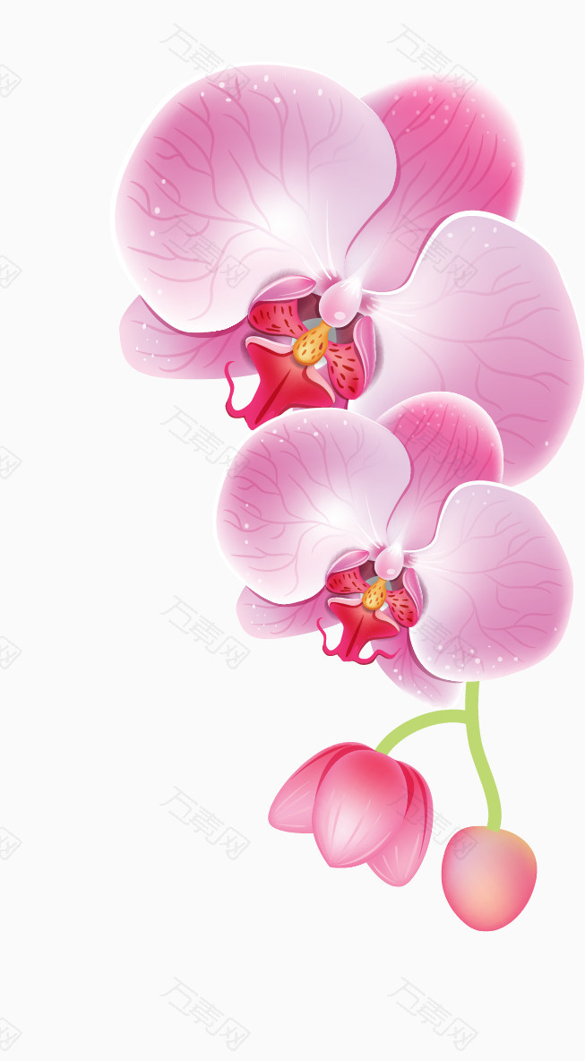 粉色丁香花