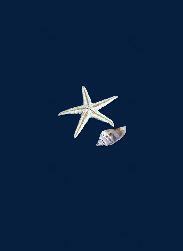 海洋生物贝壳星星素材