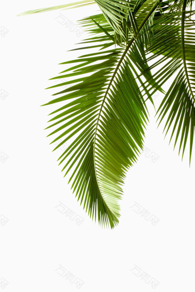 海边椰子树叶