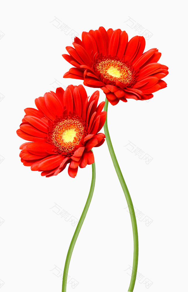 红色的菊花