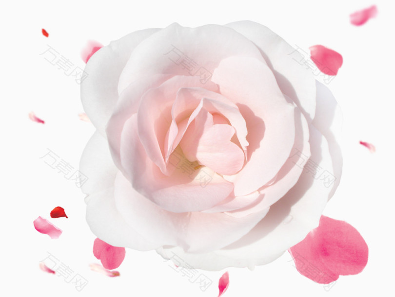 粉玫瑰花瓣