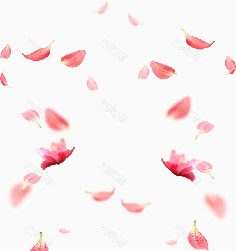樱花花瓣图片素材