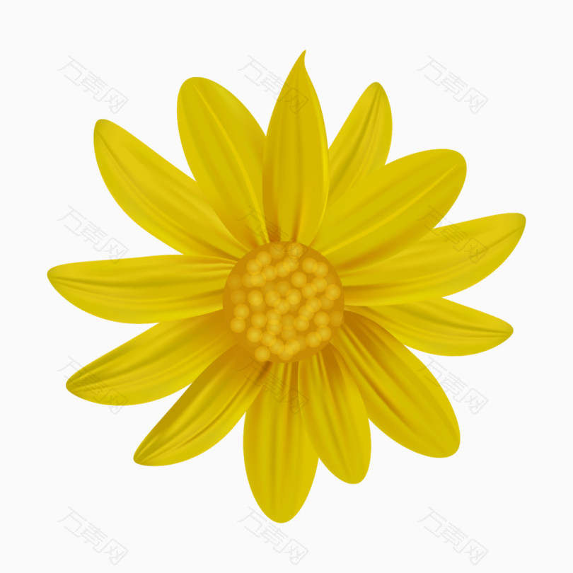 黄色的菊花设计