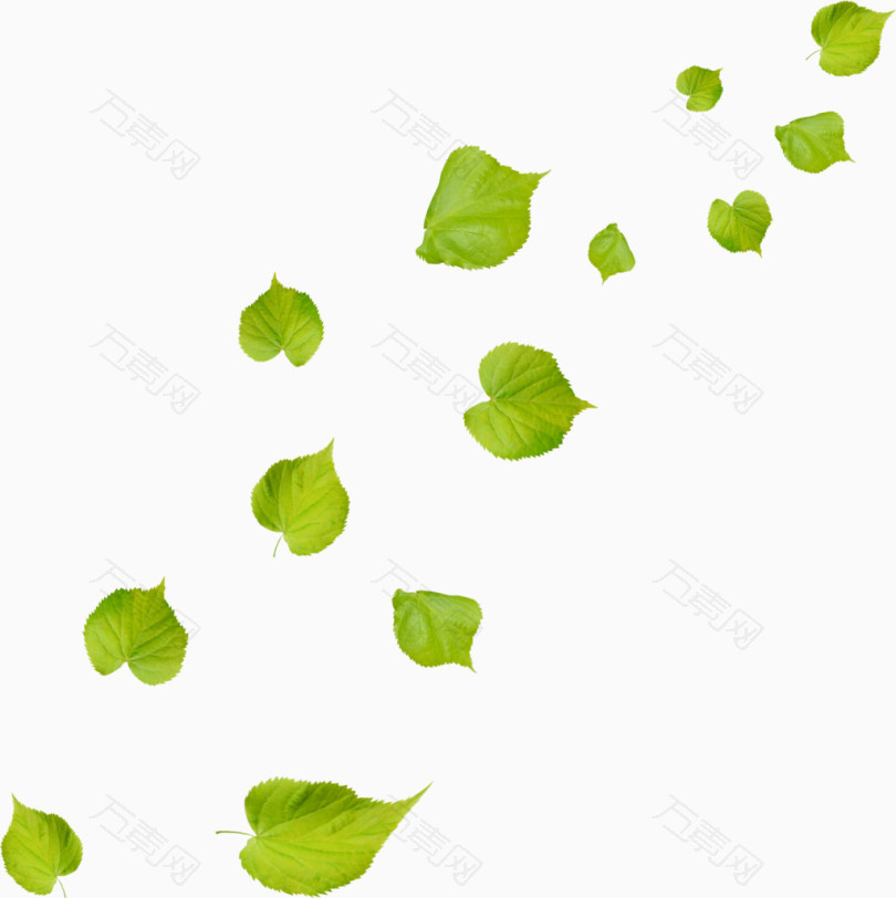 漂浮绿色树叶