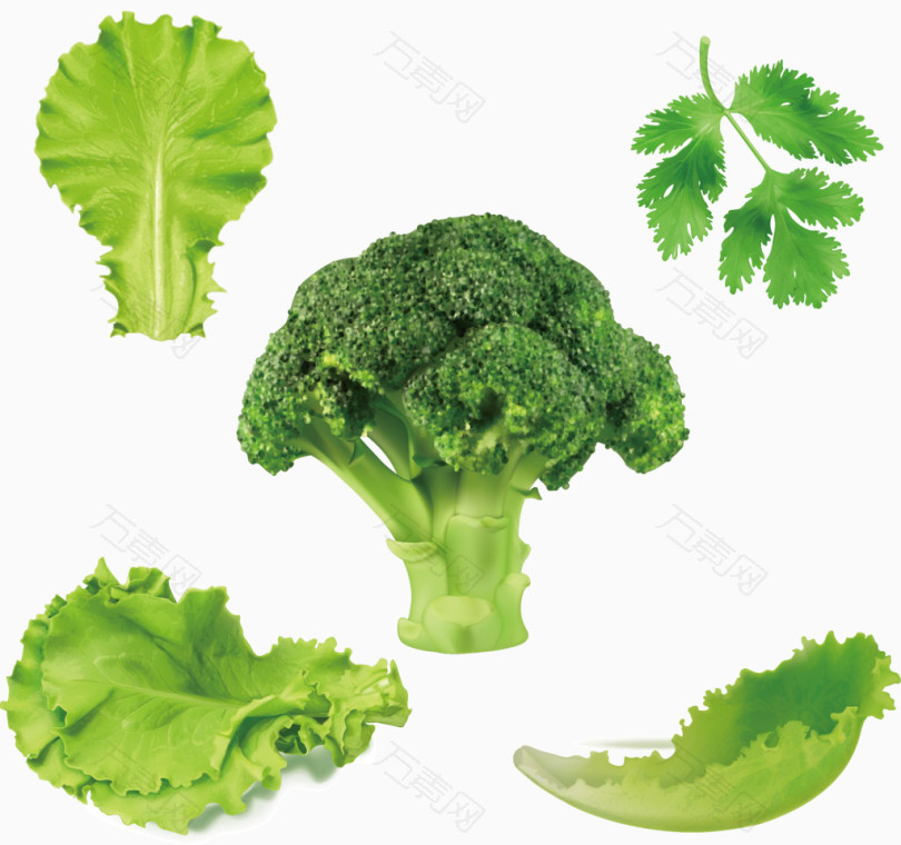 健康绿色蔬菜大全