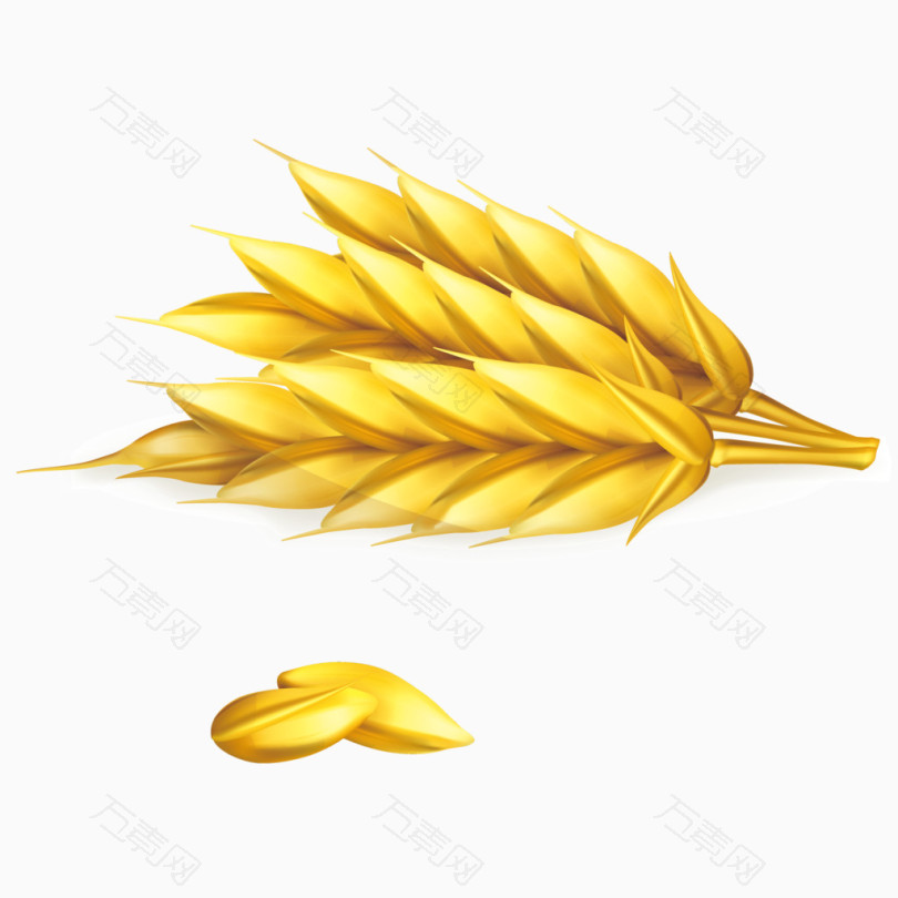 手绘金黄的小麦矢量素材