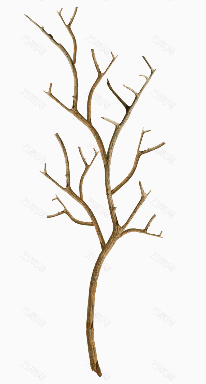 棕色漂亮树枝