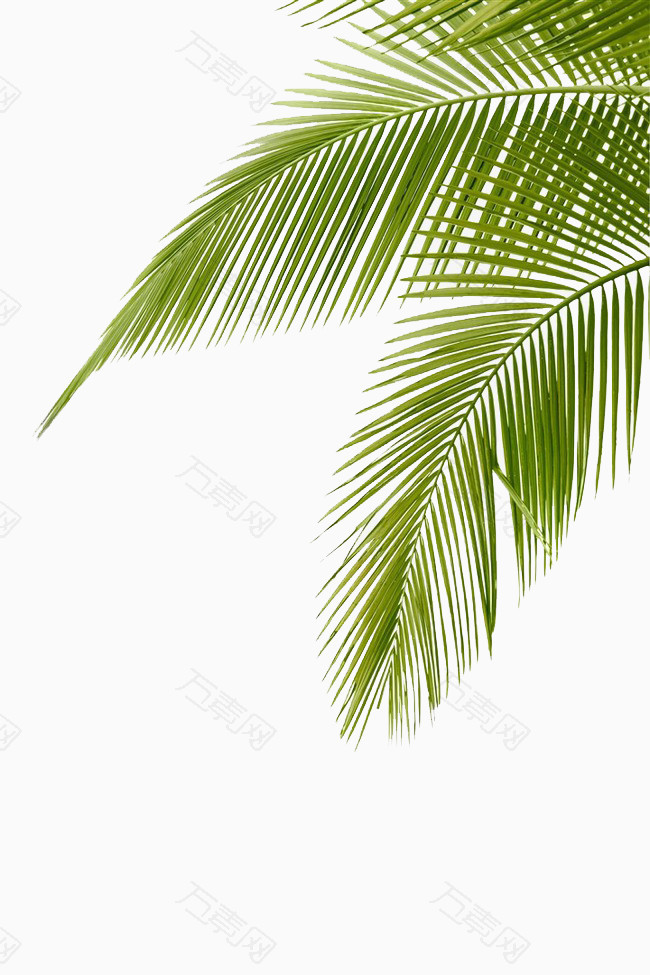 卡通手绘椰子树叶