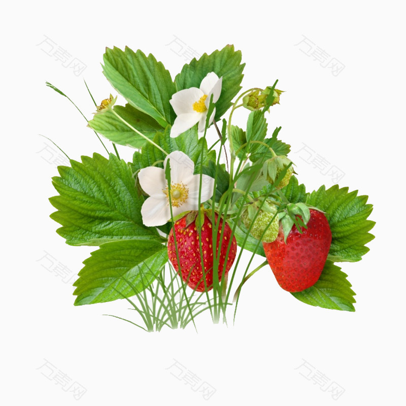 草莓PNG素材