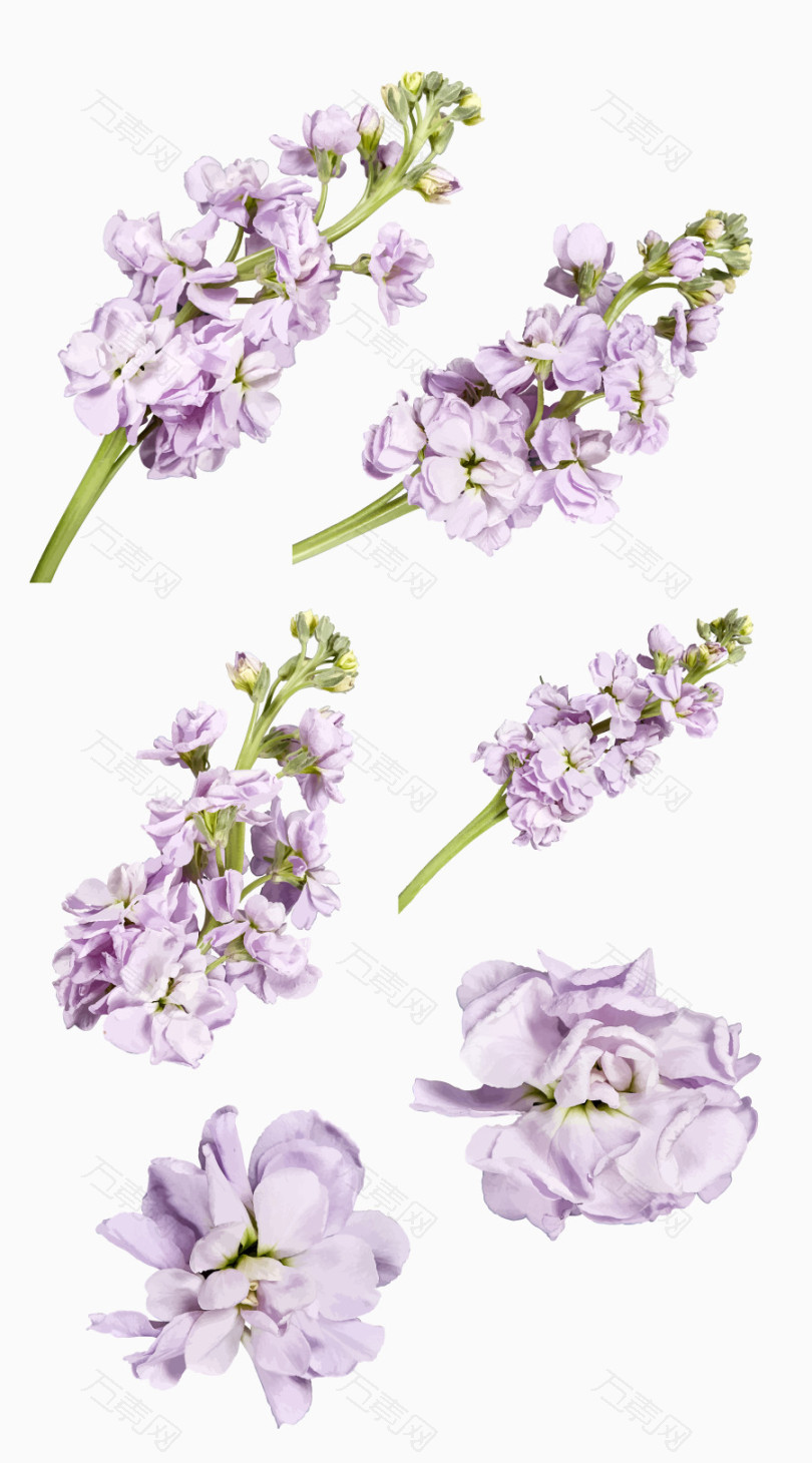 紫色铃兰