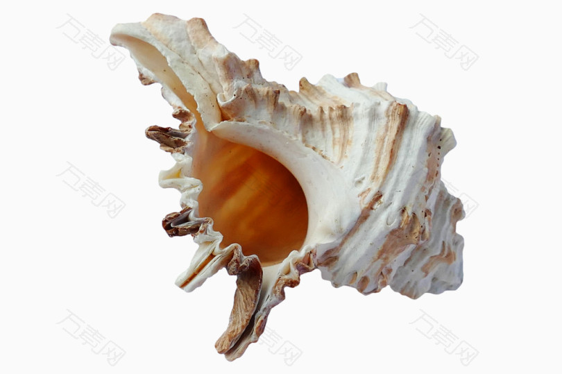 哨形海贝壳