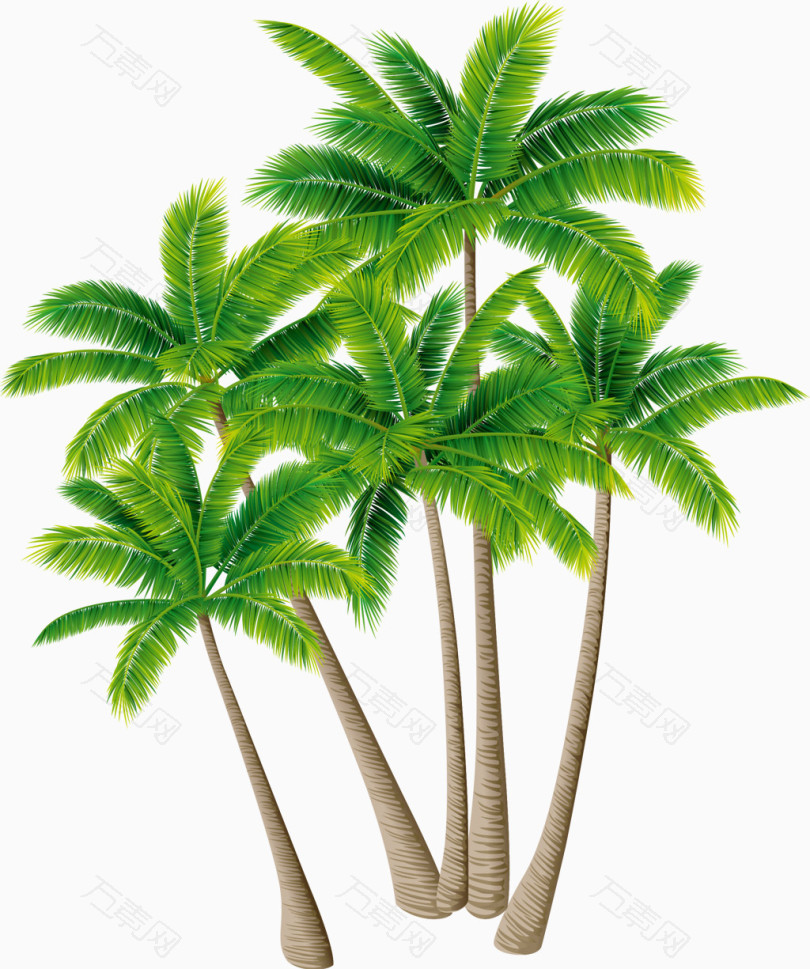 绿色植物椰子树