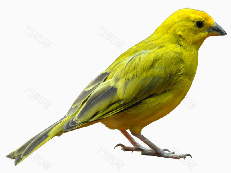 黄色麻雀