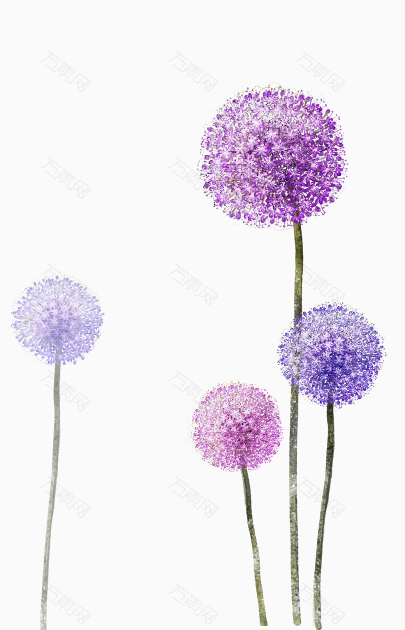 紫色的蒲公英