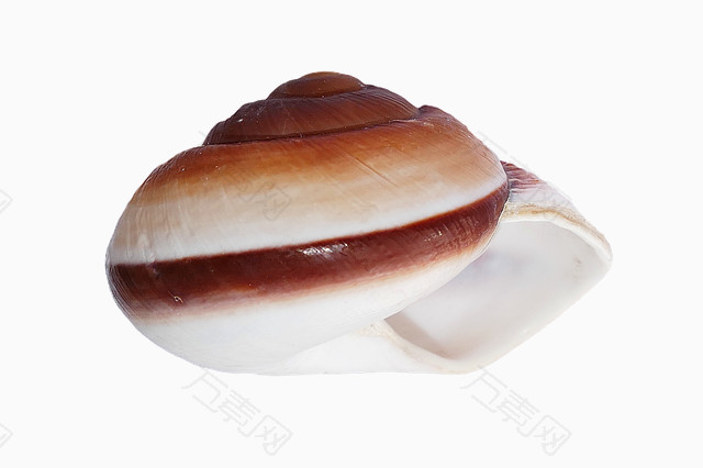 白褐色相间的海螺壳