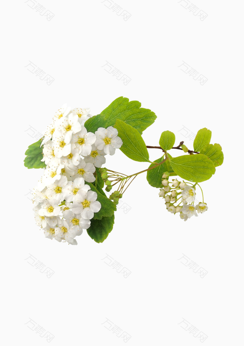 白色清新草莓花植物