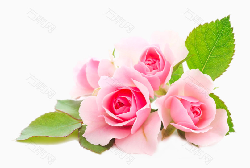 三朵粉色的玫瑰花