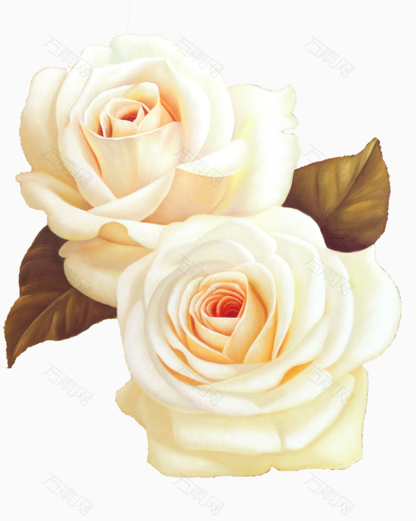 白玫瑰水彩手绘装饰元素