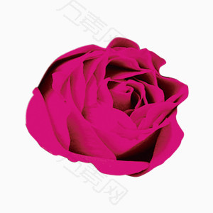 紫色玫瑰花浪漫美容图片
