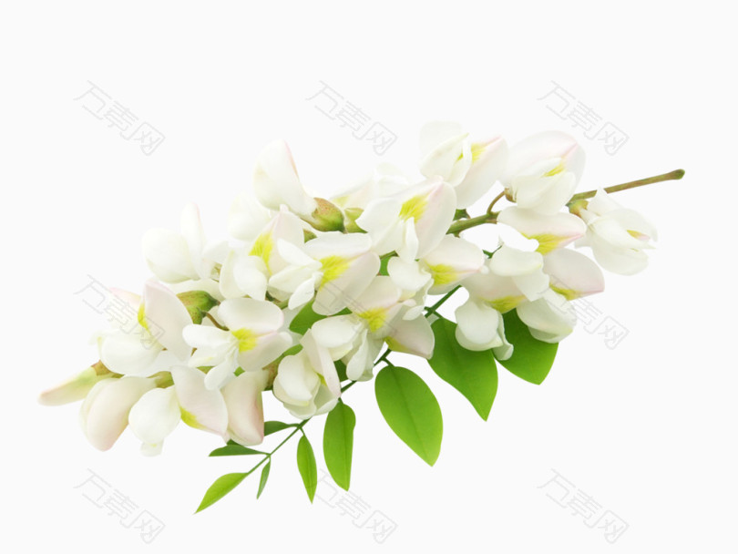 洋槐花白色植物素材