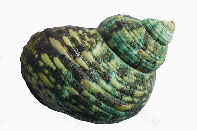 绿色海螺
