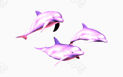 粉红海豚