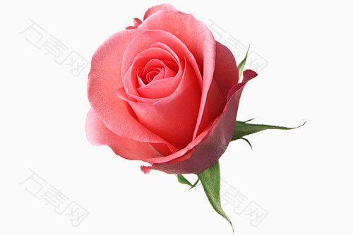 鲜艳的粉色玫瑰花