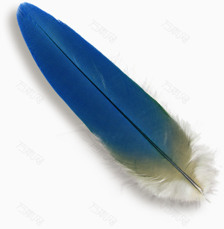 蓝色漂浮羽毛