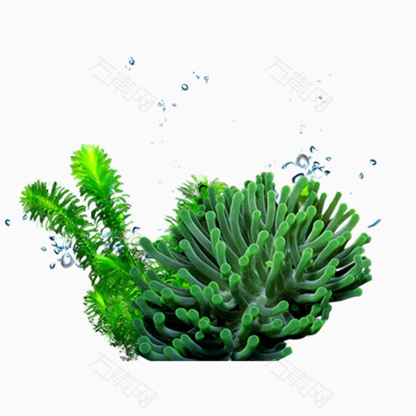 绿色珊瑚水草素材海底素材