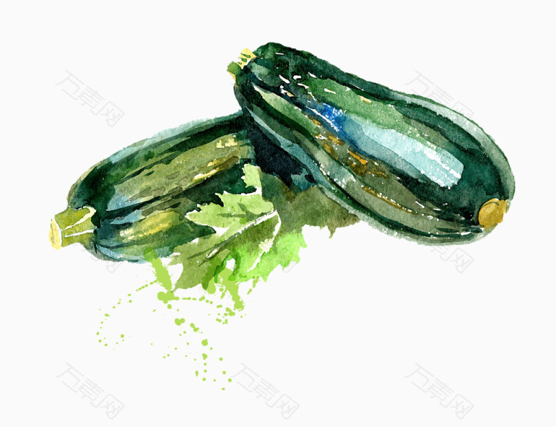 矢量绿色水彩手绘蔬菜西葫芦
