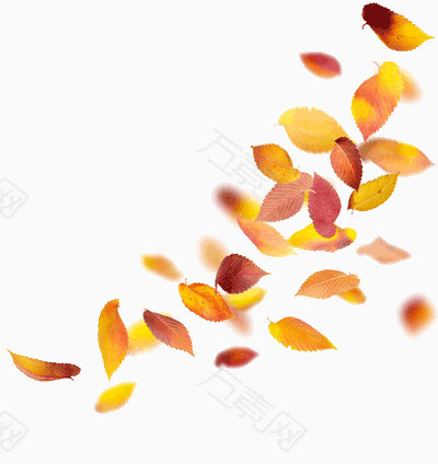 飘飞的叶子